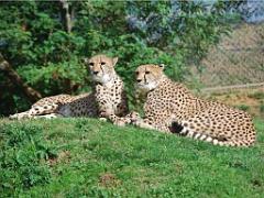 149 BIO PARC DE DOUE LA FONTAINE 3- 2016_000031